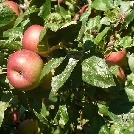 Bed & Breakfast La Porte Du Bosq ,chambre D'hote Pres De Deauville 3*