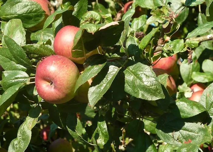 Bed & Breakfast La Porte Du Bosq ,chambre D'hote Pres De Deauville 3*